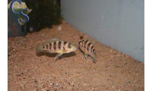 Neolamprologus sexfasciatus Gold
